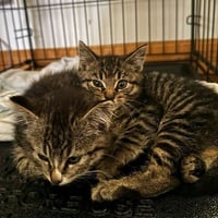 Poppy / Coco - Photo 4