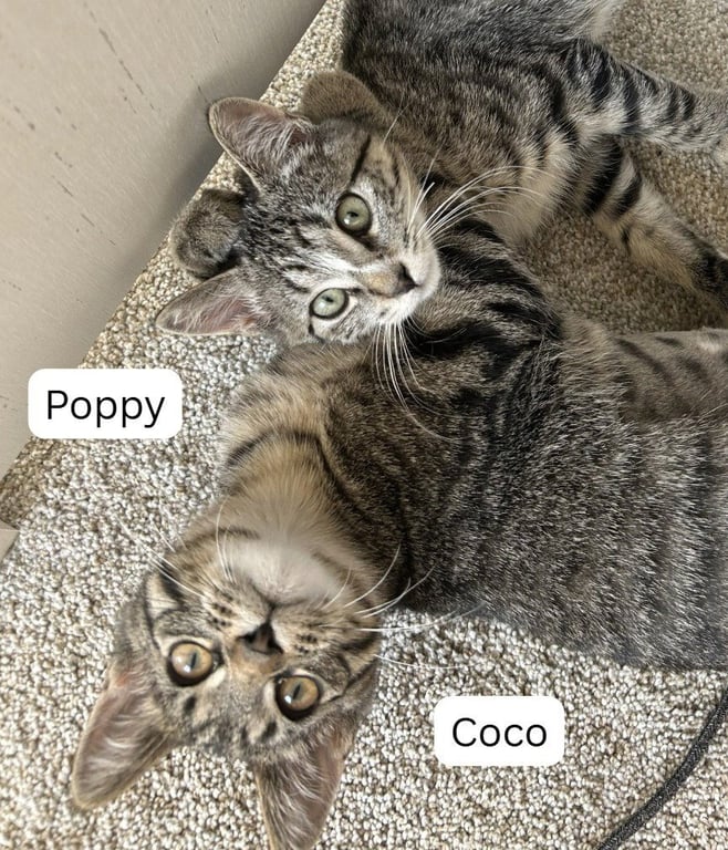 Poppy / Coco Image