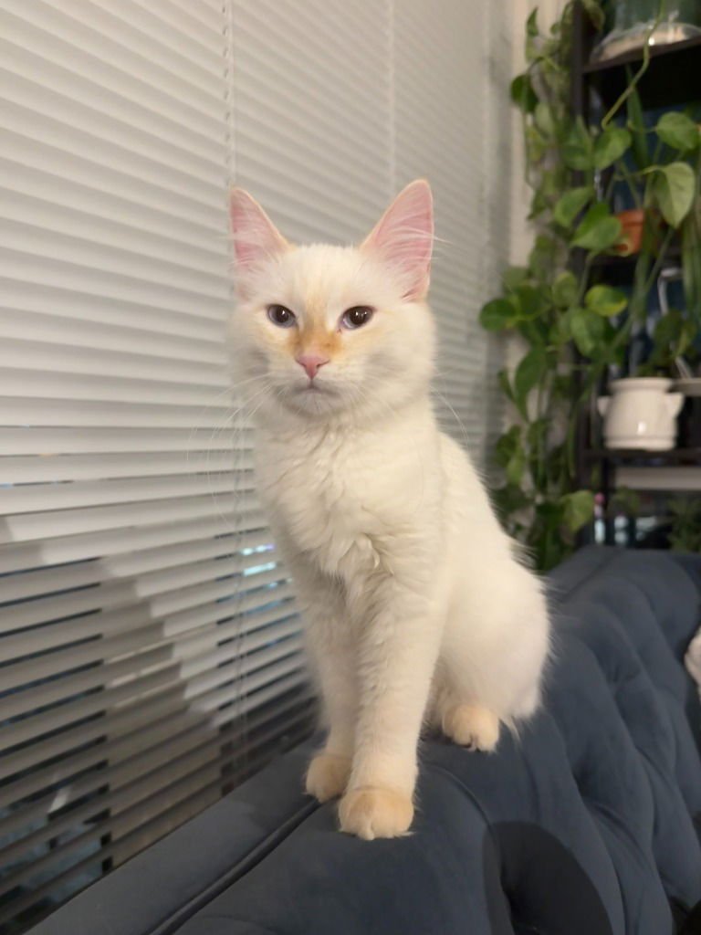 ROSA- NO LONGER ACCEPTING APPS - Domestic Short Hair available for adoption