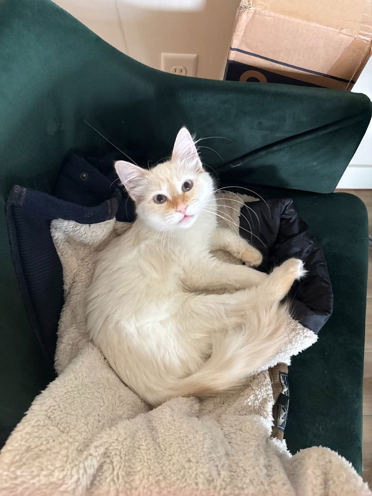 ROSA- NO LONGER ACCEPTING APPS - Domestic Short Hair available for adoption