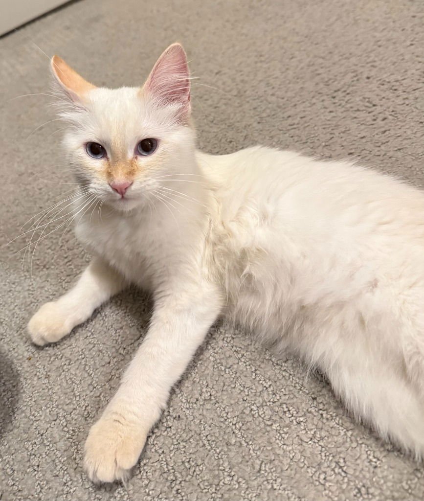 Rosa- No longer accepting apps - Photo 3