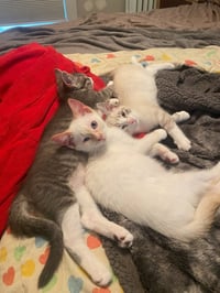 Lucy Gutteridge (FeLV+) - Pending Adoption - Photo 4