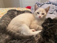 Lucy Gutteridge (FeLV+) - Pending Adoption - Photo 2