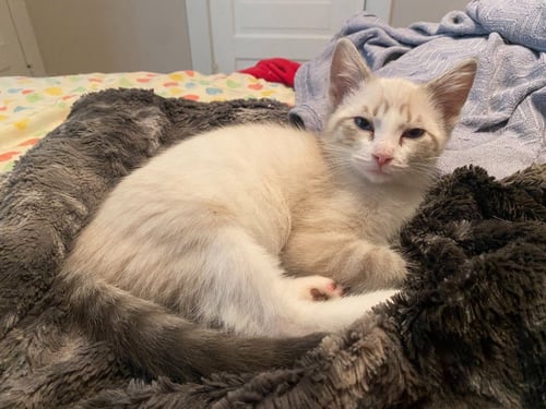 LUCY GUTTERIDGE (FELV+) - PENDING ADOPTION - Siamese available for adoption
