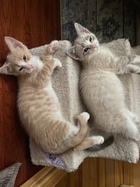 Lucy Gutteridge (FeLV+) - Pending Adoption - Photo 3
