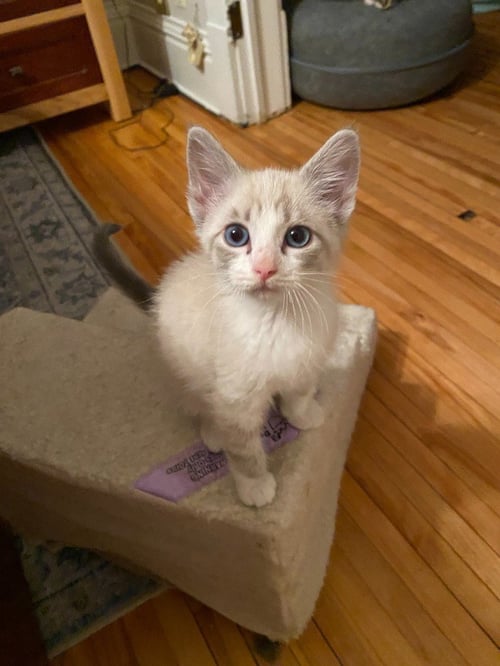 LUCY GUTTERIDGE (FELV+) - PENDING ADOPTION - Siamese available for adoption