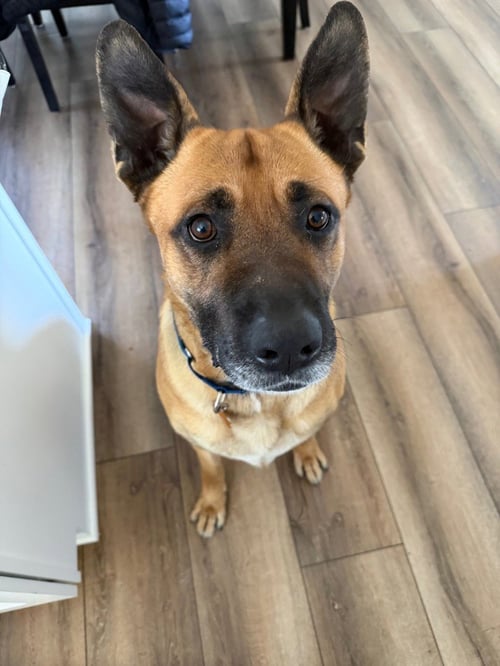 MAXX / TRIG (FKA TIG) - German Shepherd Dog / Terrier for adoption in St. Paul