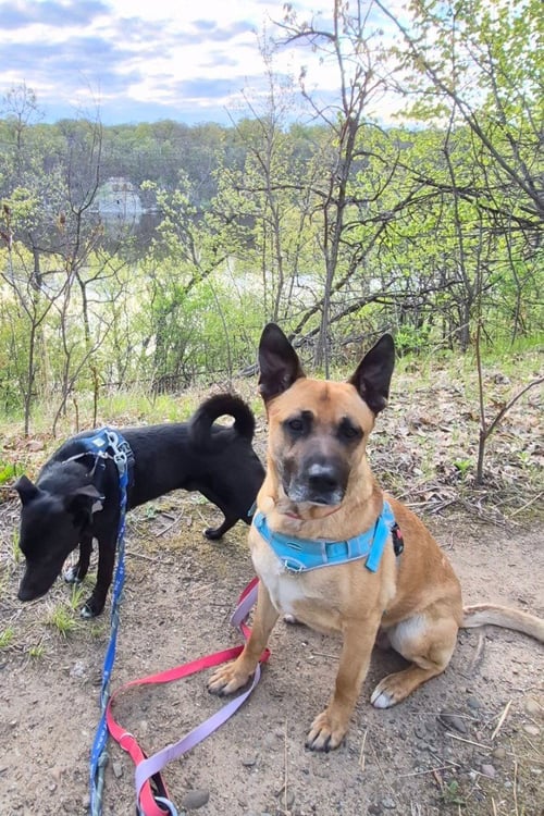 MAXX / TRIG (FKA TIG) - German Shepherd Dog / Terrier available for adoption