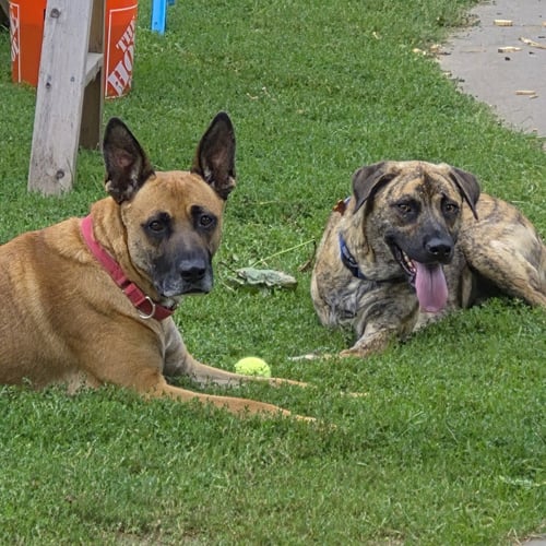 MAXX / TRIG (FKA TIG) - German Shepherd Dog / Terrier available for adoption