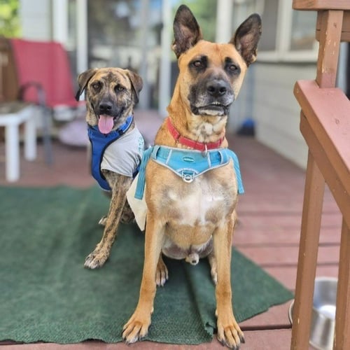 MAXX / TRIG (FKA TIG) - German Shepherd Dog / Terrier available for adoption