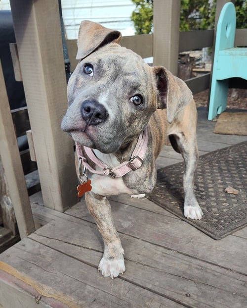 SWEET PEA - Pit Bull Terrier available for adoption