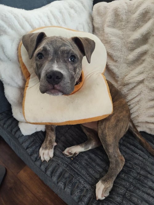 SWEET PEA - Pit Bull Terrier available for adoption