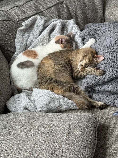 ETHEL / BEVERLY - Domestic Short Hair available for adoption