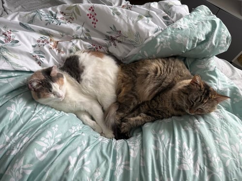 ETHEL / BEVERLY - Domestic Short Hair available for adoption
