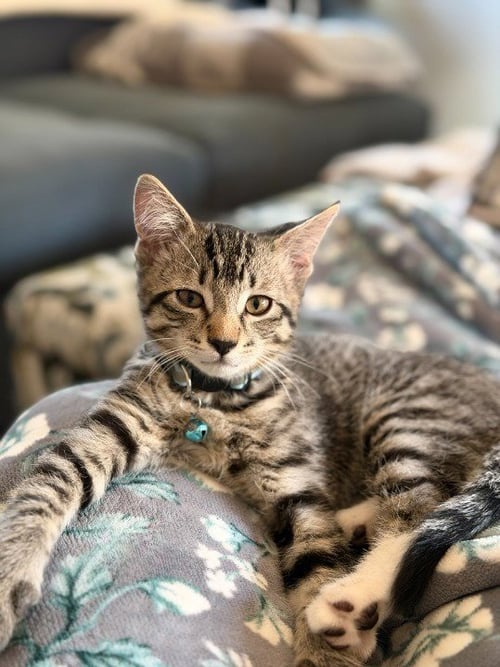 WILLIE - Domestic Short Hair available for adoption