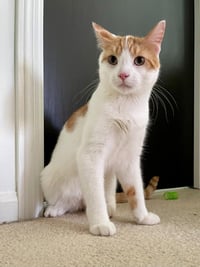 Gus - Photo 1