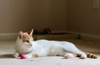 Gus - Photo 2
