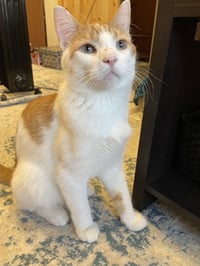 Gus - Photo 3