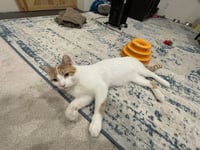 Gus - Photo 4