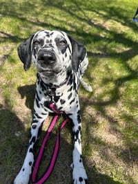 Bella - Photo 3
