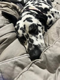 Bella - Photo 2