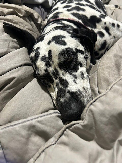 BELLA - Dalmatian available for adoption