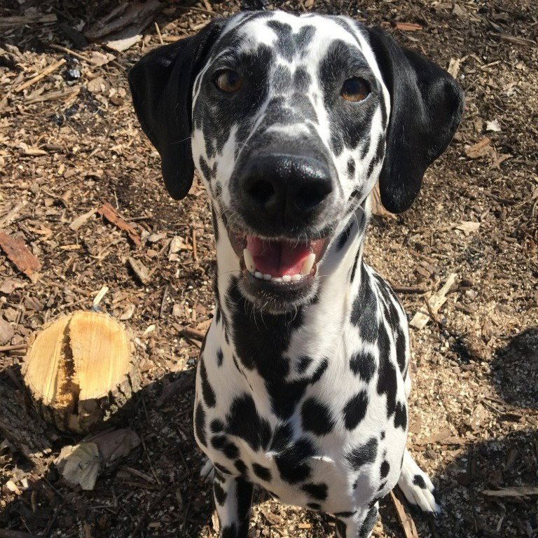 Bella Image