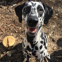Bella - Photo 1