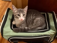 Hillary Flammond (FeLV+) - Photo 2