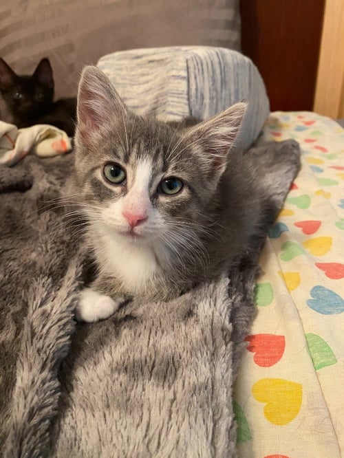 HILLARY FLAMMOND (FELV+) - Domestic Short Hair for adoption in St. Paul