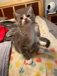 Hillary Flammond (FeLV+) - Photo 4