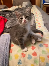 Hillary Flammond (FeLV+) - Photo 3