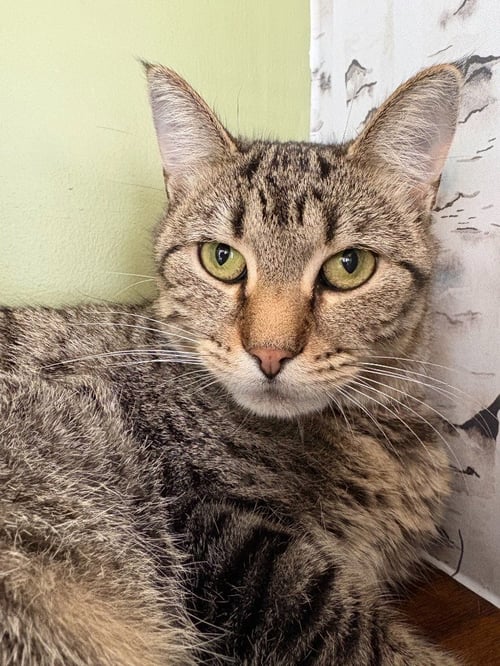 STORM - Domestic Short Hair available for adoption