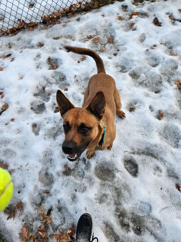 OLLIE - German Shepherd Dog / Terrier available for adoption
