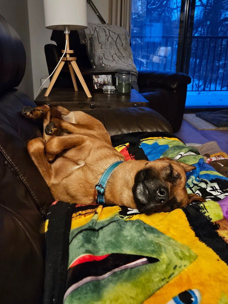 OLLIE - German Shepherd Dog / Terrier available for adoption