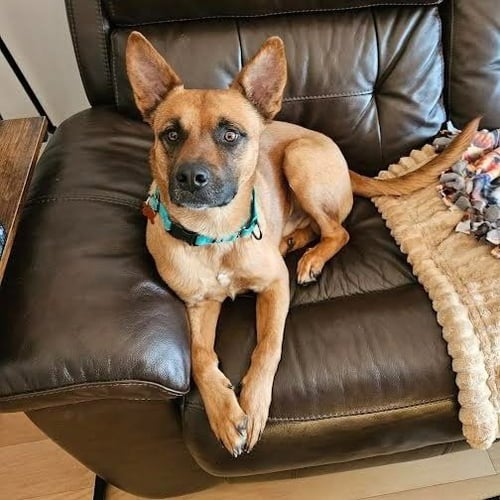 OLLIE - German Shepherd Dog / Terrier available for adoption