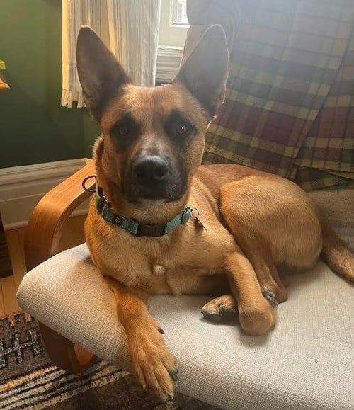 OLLIE - German Shepherd Dog / Terrier available for adoption