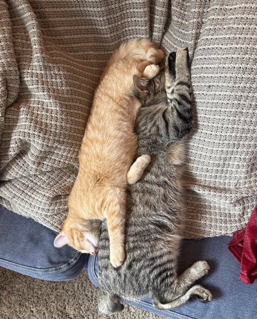 QUINT / CHRISTOPHERSON - Domestic Short Hair available for adoption