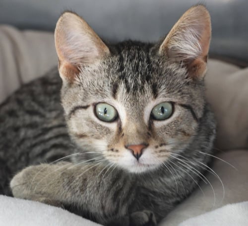 QUINT / CHRISTOPHERSON - Domestic Short Hair available for adoption