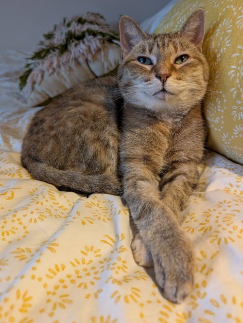 LITTLE ONE - PENDING ADOPTION