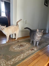 Arya / Hank - Photo 2