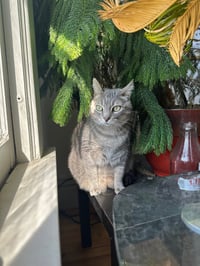 Arya / Hank - Photo 3