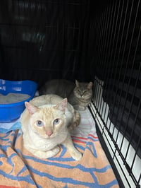 Arya / Hank - Photo 4