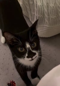 Dahlia - Pending Adoption - Photo 4