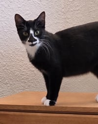 Dahlia - Pending Adoption - Photo 2