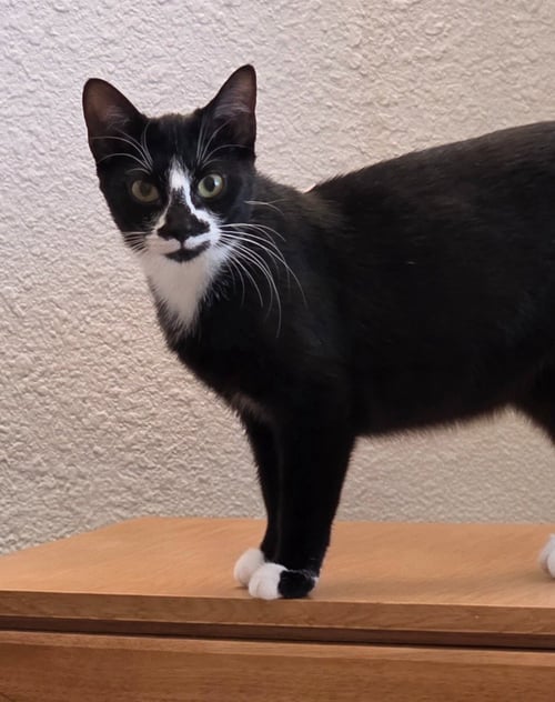 DAHLIA - PENDING ADOPTION - Domestic Short Hair available for adoption
