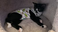 Dahlia - Pending Adoption - Photo 3