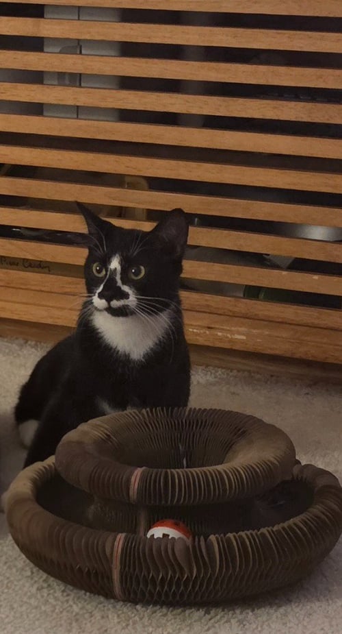 DAHLIA - PENDING ADOPTION - Domestic Short Hair available for adoption
