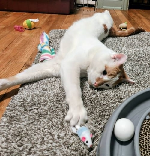 DOT (FIV+) - Domestic Short Hair available for adoption
