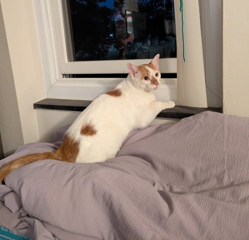 DOT (FIV+) - Domestic Short Hair available for adoption
